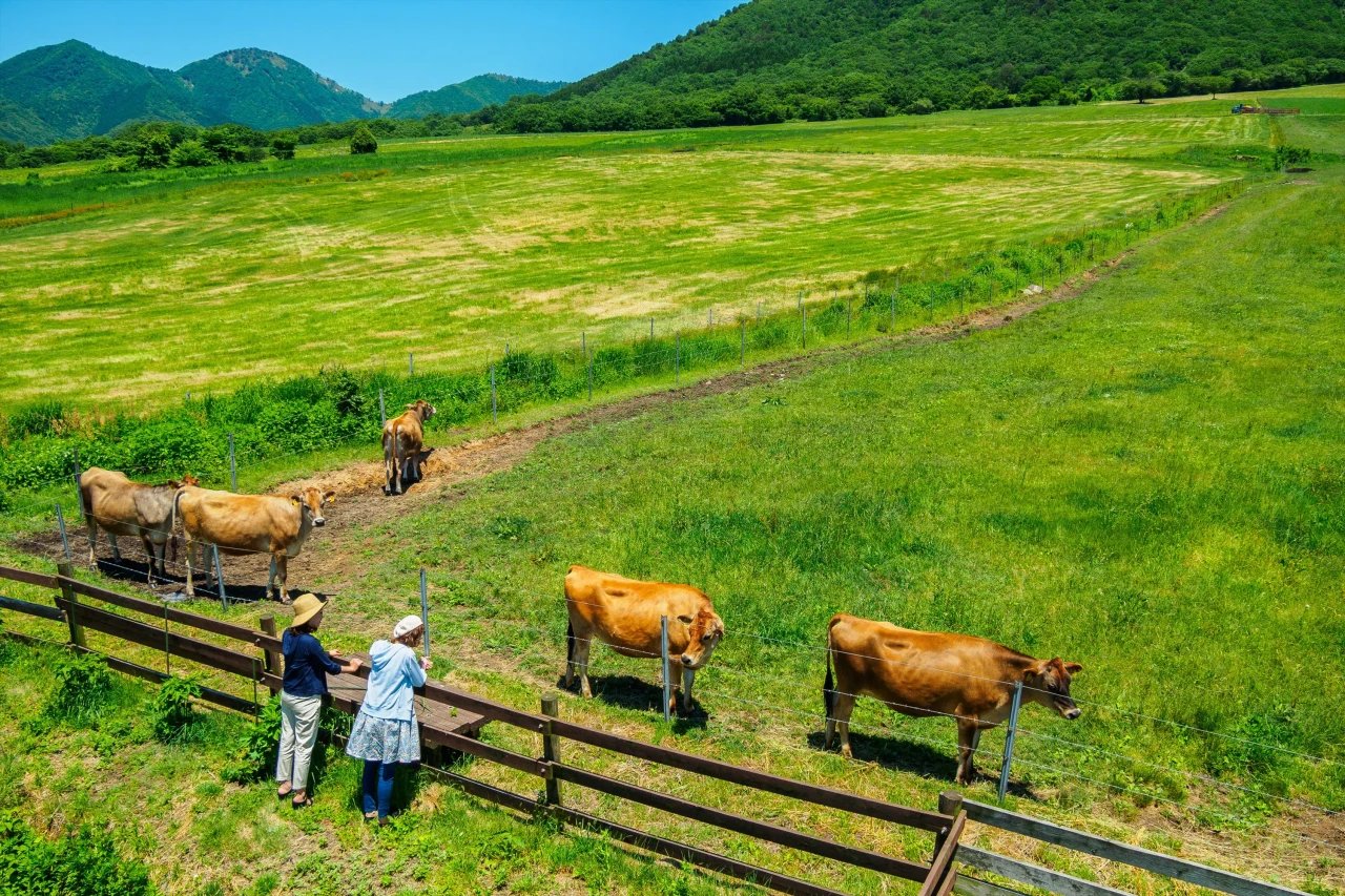 🐮 히루젠 저지랜드 이미지 3
